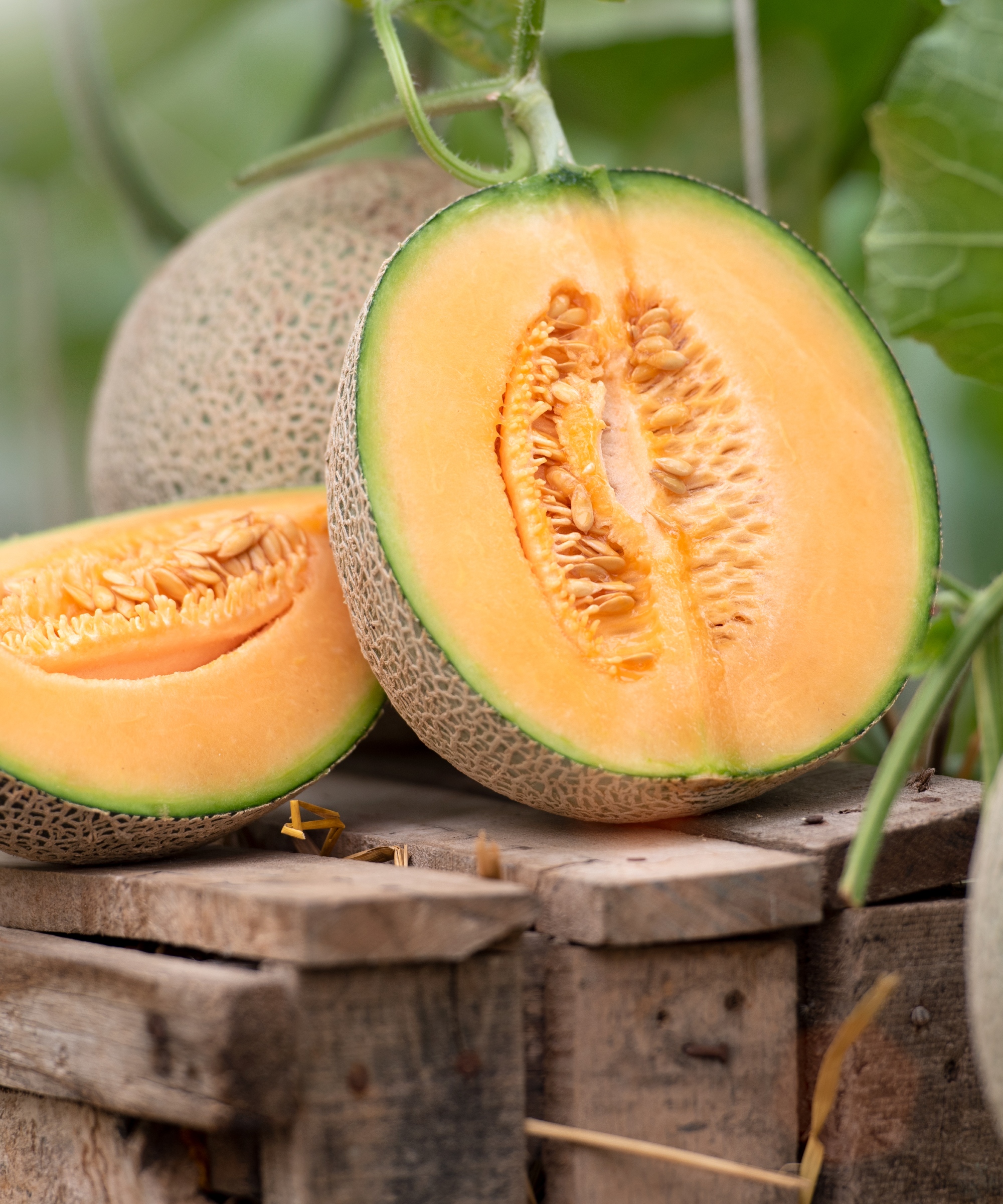 Using melon to deter slugs 3 fast ways to keep them away Homes & Gardens