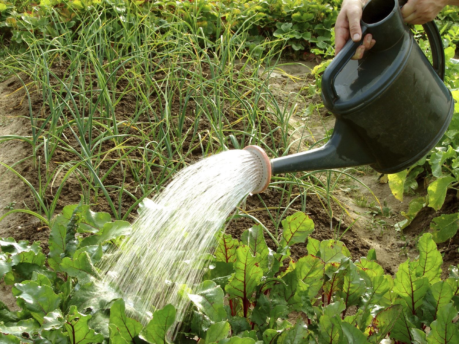 How Often Should I Water Beets Learn How Much Water Beets Need