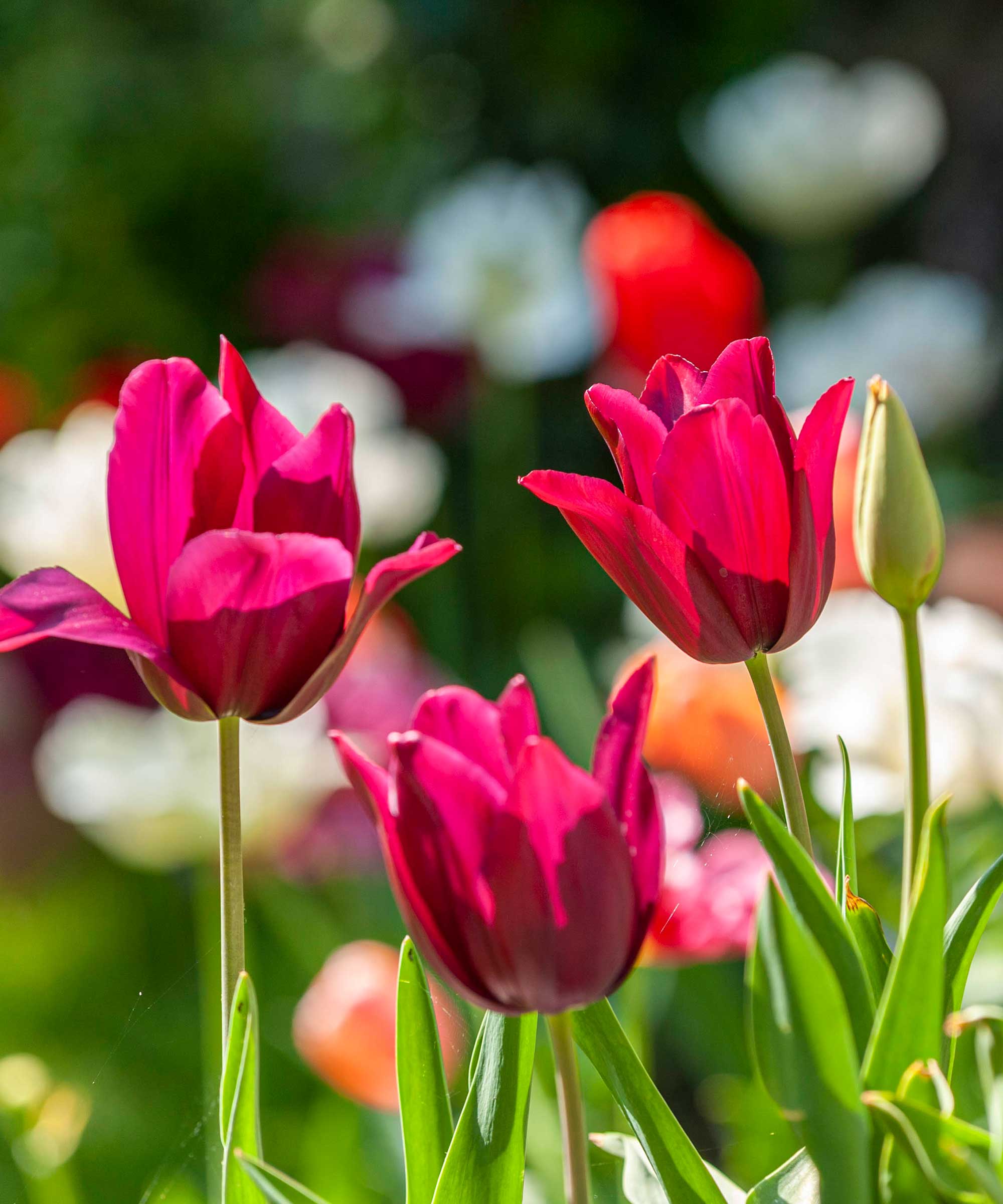 What to do with tulips after they bloom how to store bulbs Homes