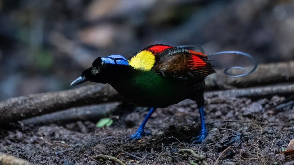 A male Wilson&rsquo;s bird of paradise foraging on the forest floor.