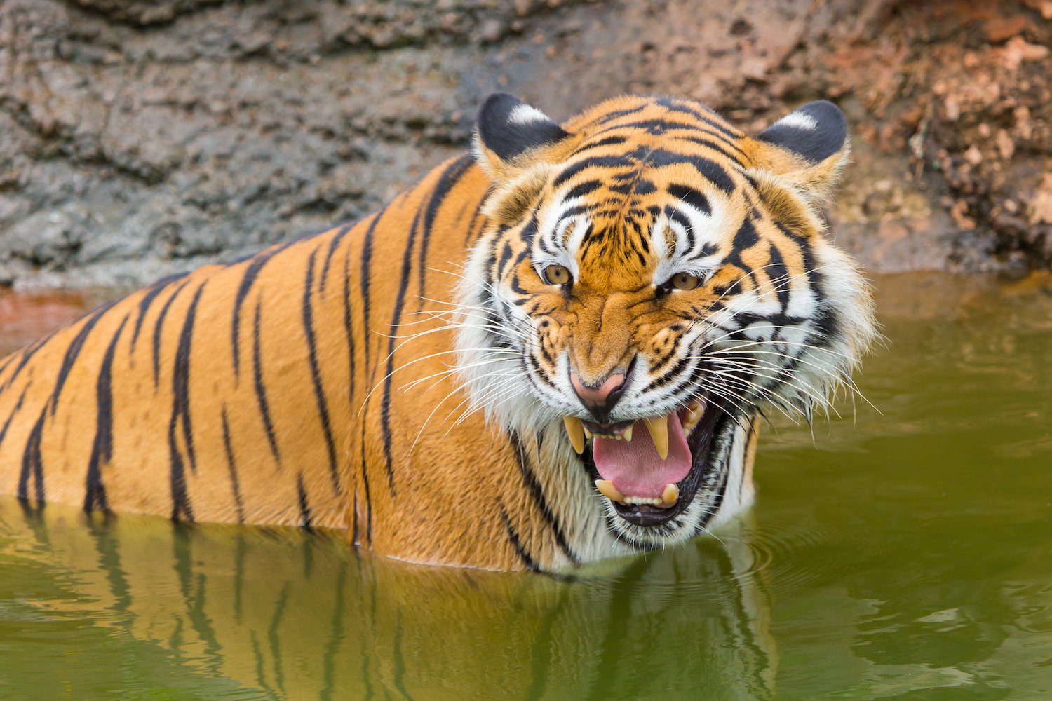 Tigers The Largest Cats in the World Live Science