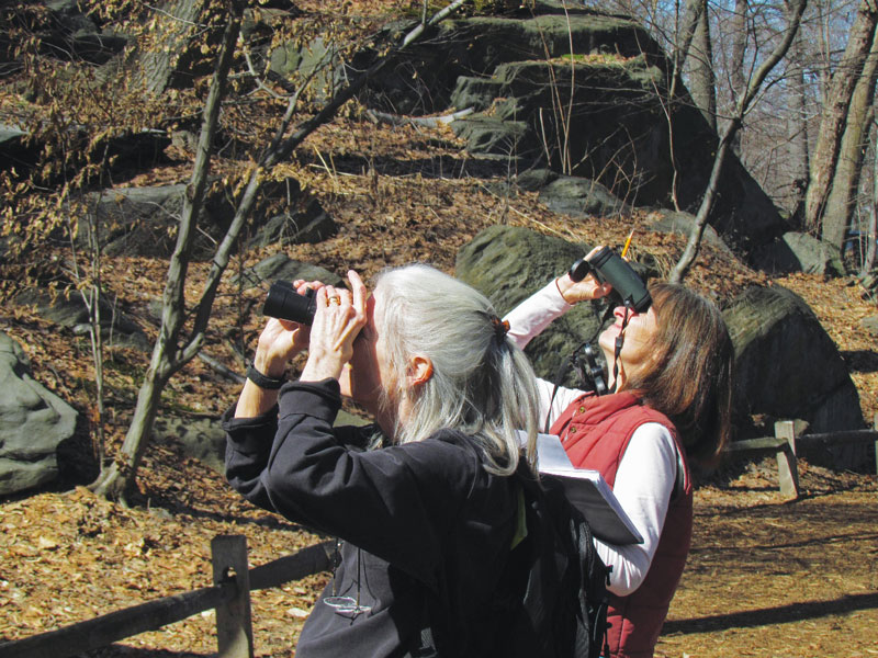Two citizen scientists look for signs trees in the New York Botanical Garden are coming to life for spring.