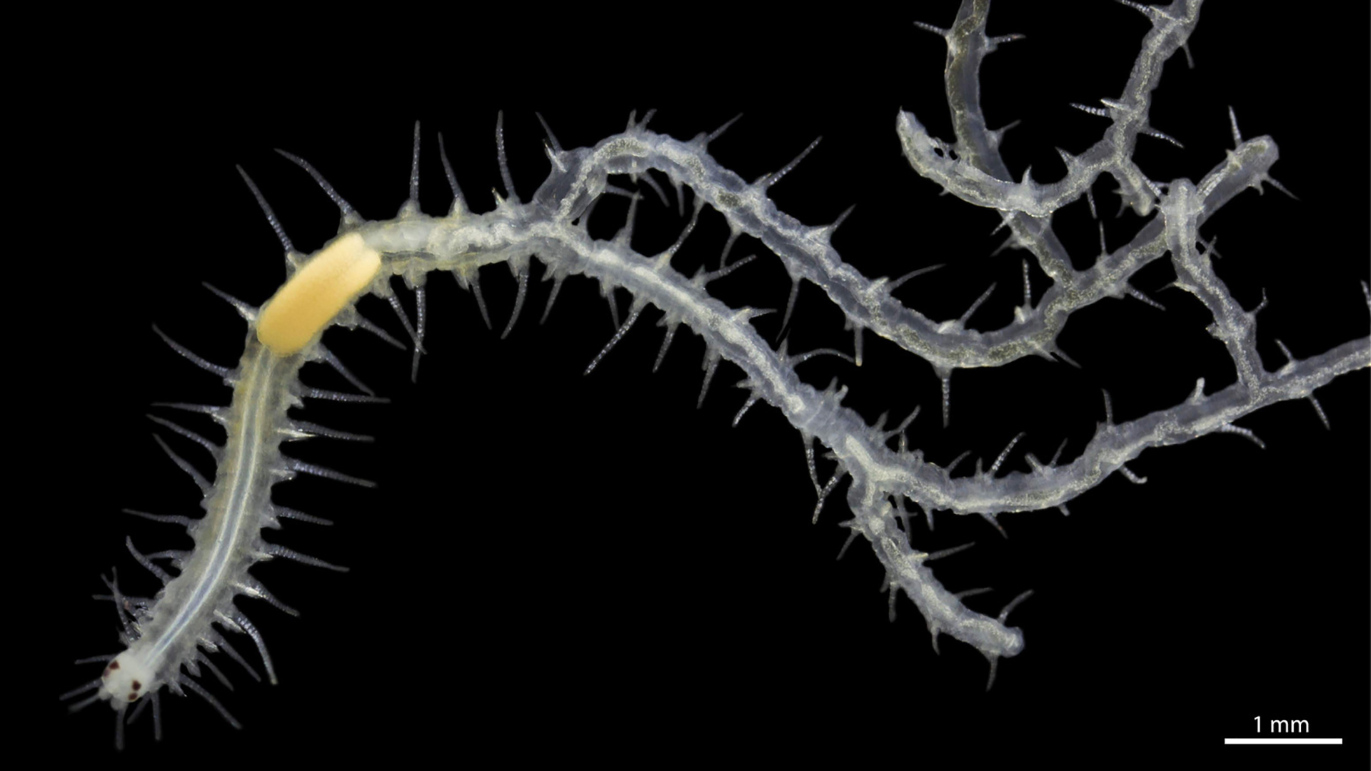 Fragment of the anterior end of an individual living worm, Ramisyllis multicaudata, dissected out of its host sponge. Bifurcation of the gut can be seen where the worm branches. The yellow structure is a differentiation of the digestive tube typical of the Family Syllidae.