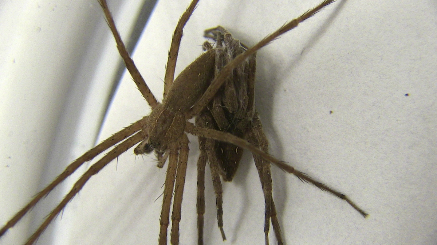 &lsquo;Fifty Shades of Grey,&rsquo; spider-style. A male nursery-web spider restrains a female during sex by wrapping silk around her legs.