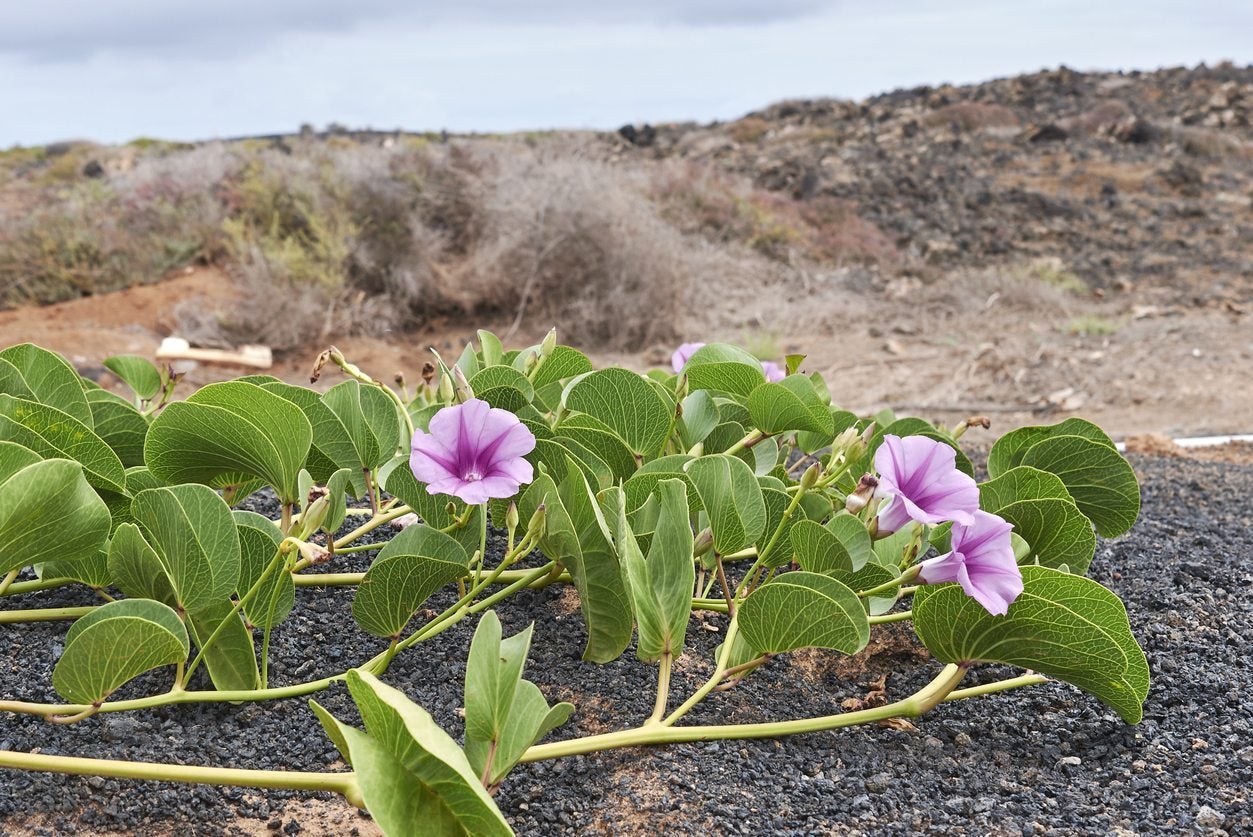 Beach Morning Glory Info Learn About Beach Morning Glory Care In