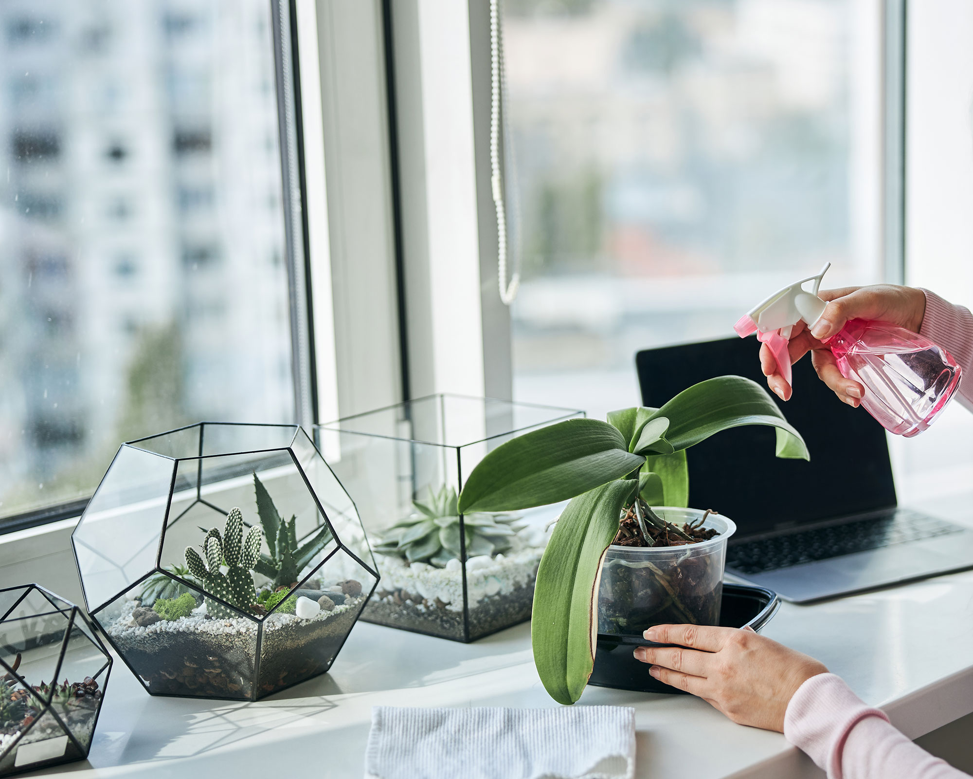 Terrarium care 5 mistakes to avoid to keep yours healthy Gardeningetc