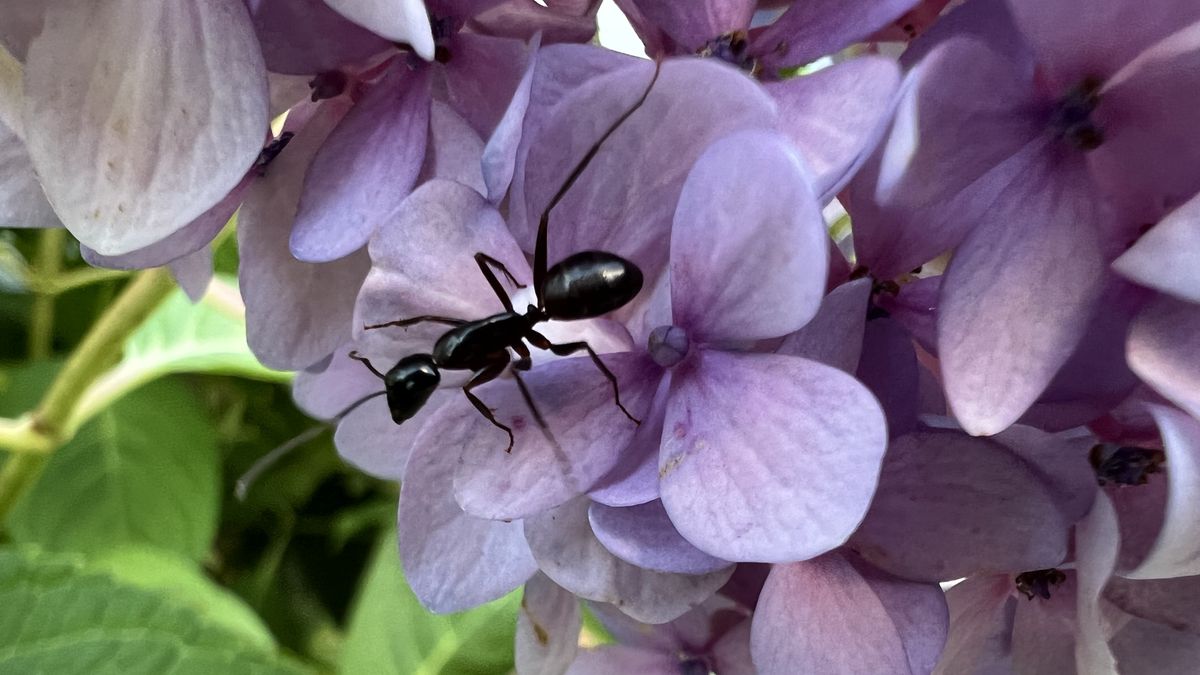 How to use iPhone 13 Pro’s macro photography mode on other