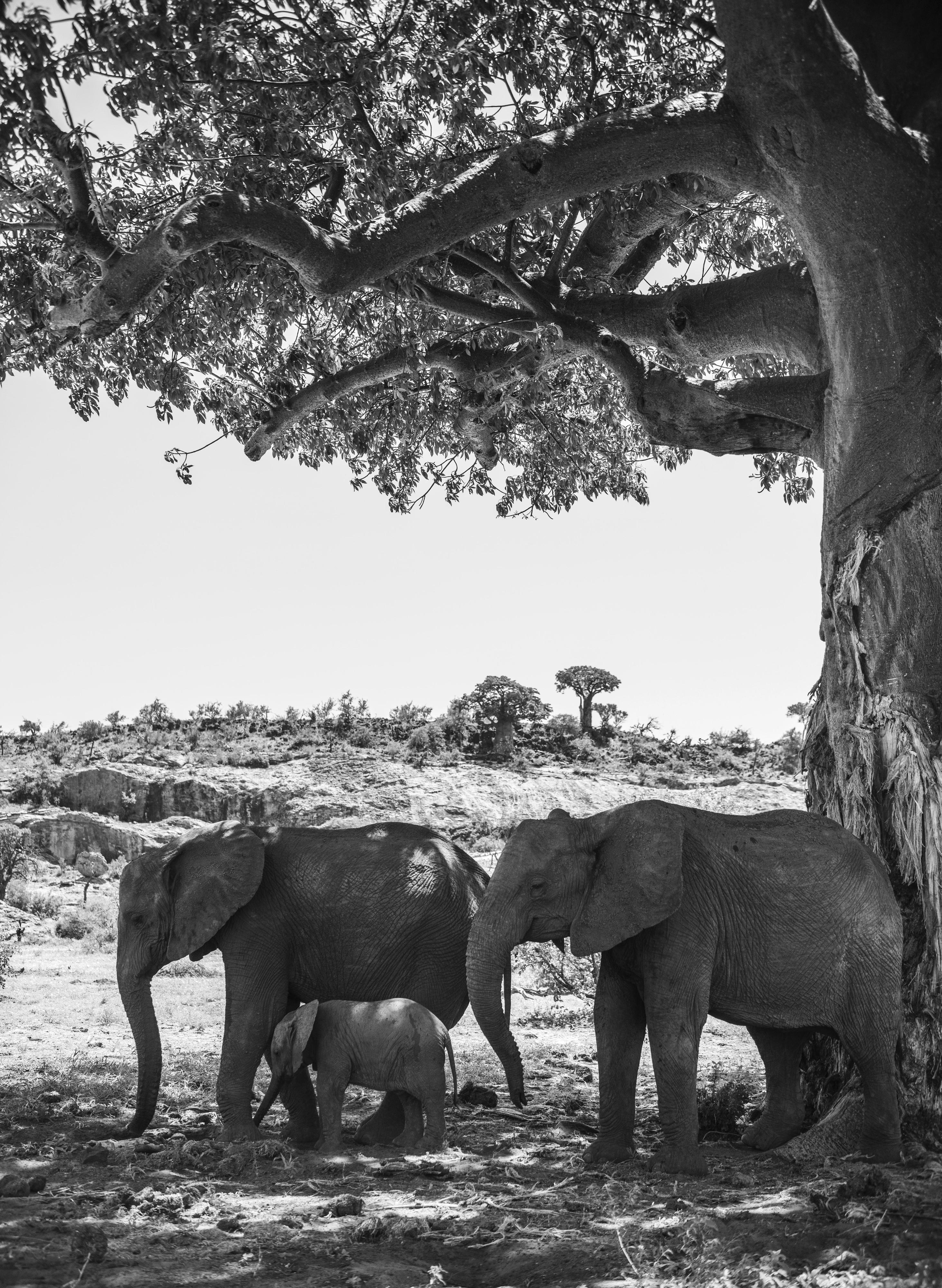 A group of African elephants shelter from the sun under a baobab tree.