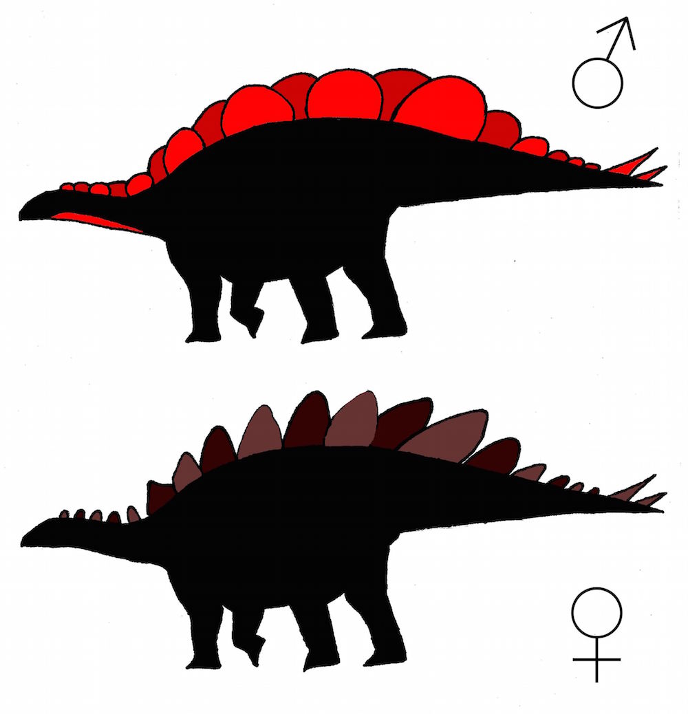 The plates of Stegosaurus mjosimay offer clues about the dinosaur&rsquo;s sex, a study suggests.