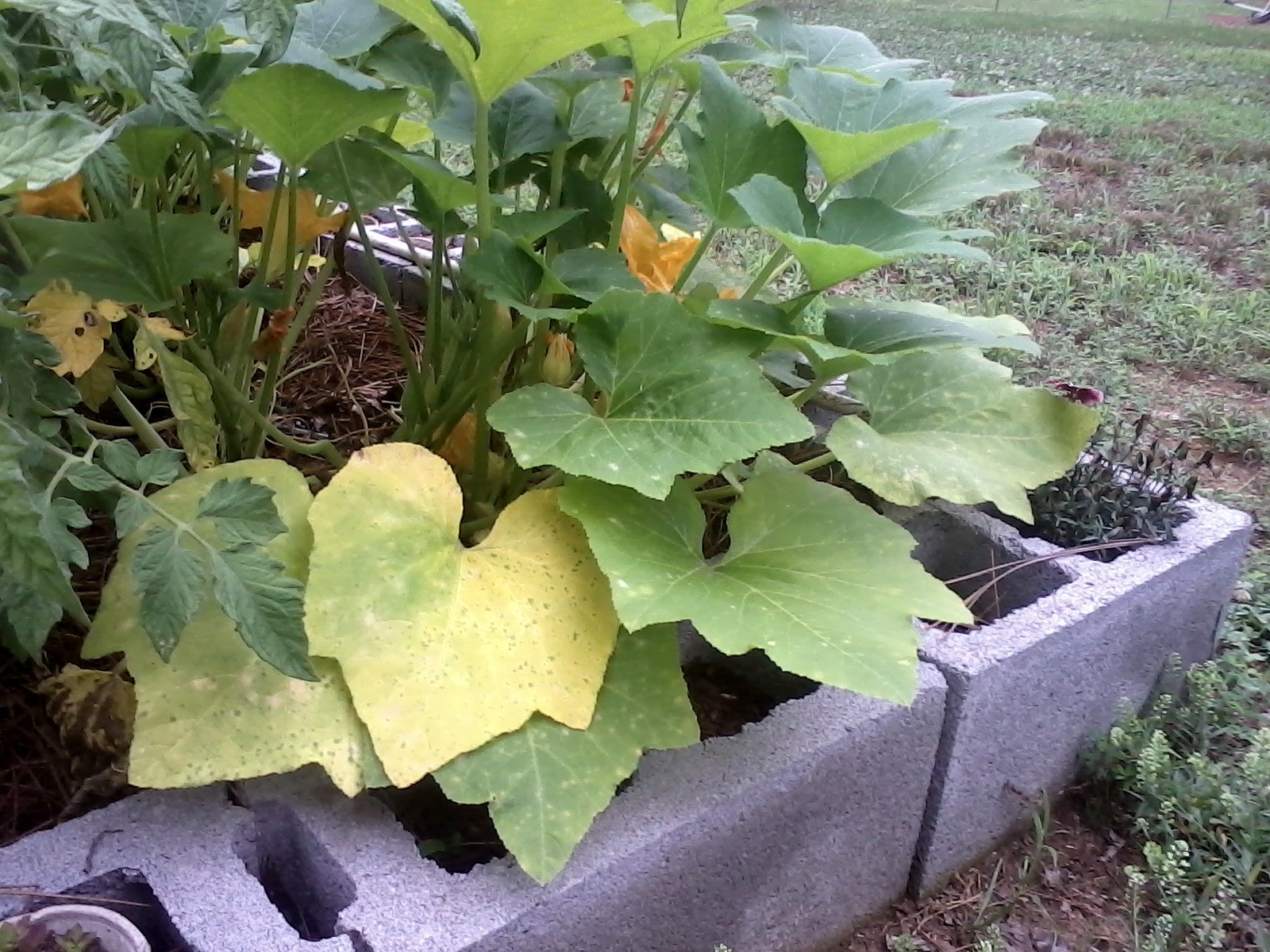 Reasons And Fixes For Yellow Squash Leaves Gardening Know How