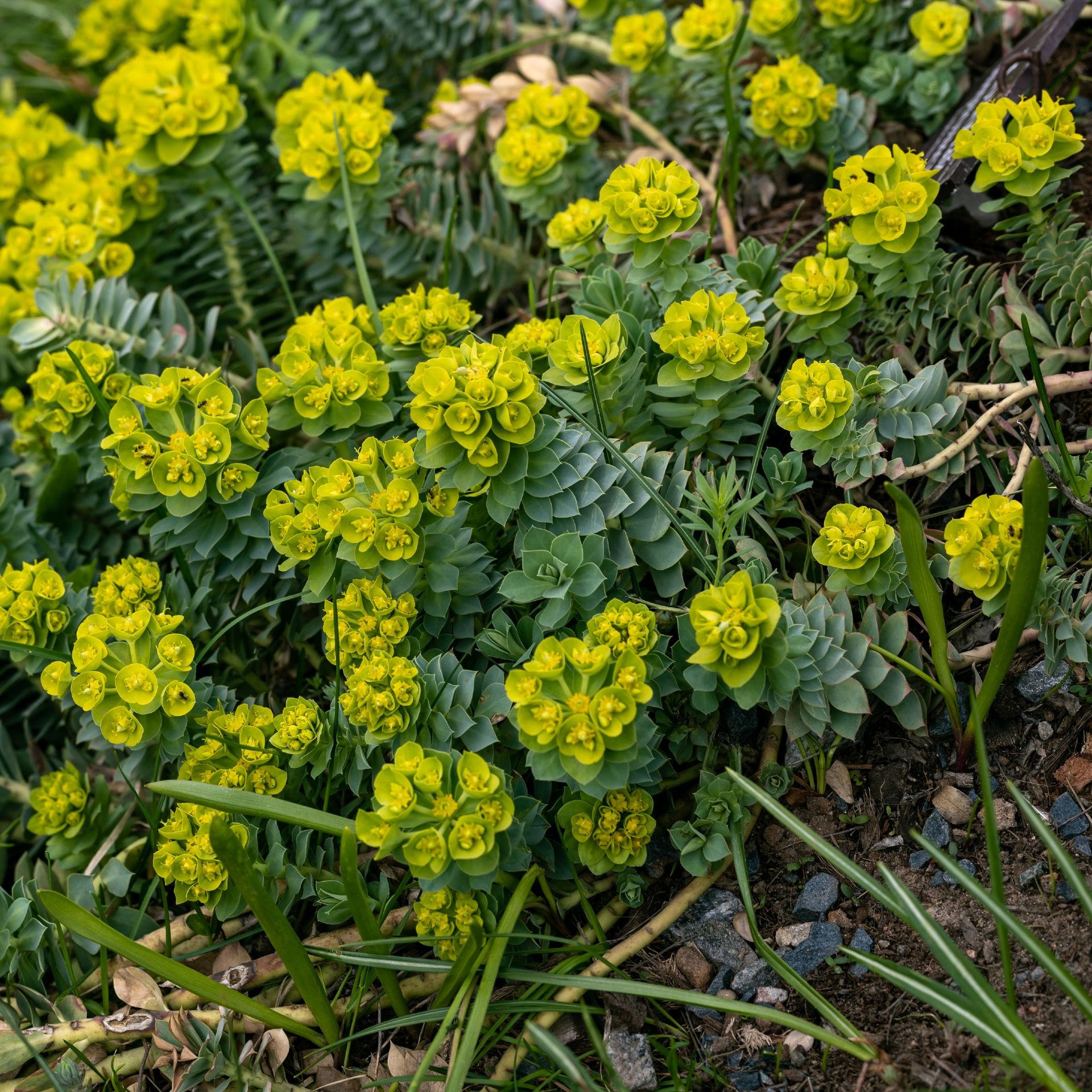 Bedding plants that slugs hate the experts top choices Ideal Home