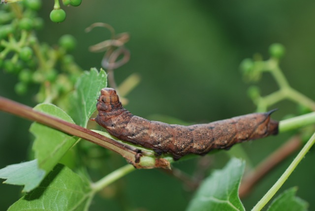 Nessus sphinx hawkmoth caterpillar