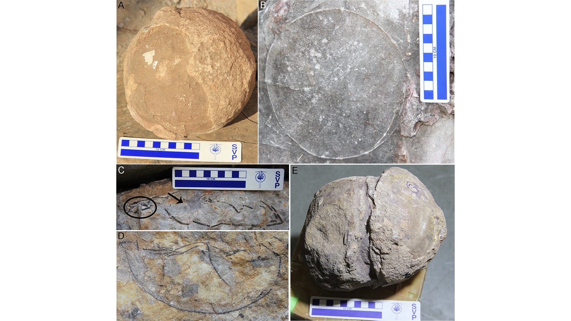 Photos showing (A) an unhatched egg; (B) a nearly intact circular outline of a possibly unhatched egg; (C) a compressed egg with a hatching window (see arrow) and a few eggshells around the hatching window (circled); (D) an egg showing a curved outline; and (E) a deformed egg.