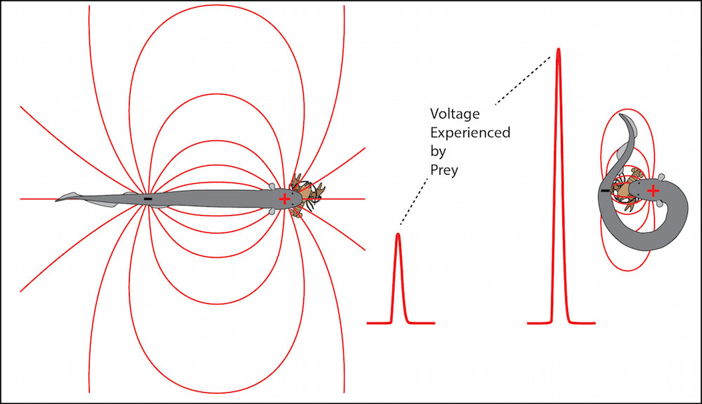 An illustration of the eel&rsquo;s curling behavior.