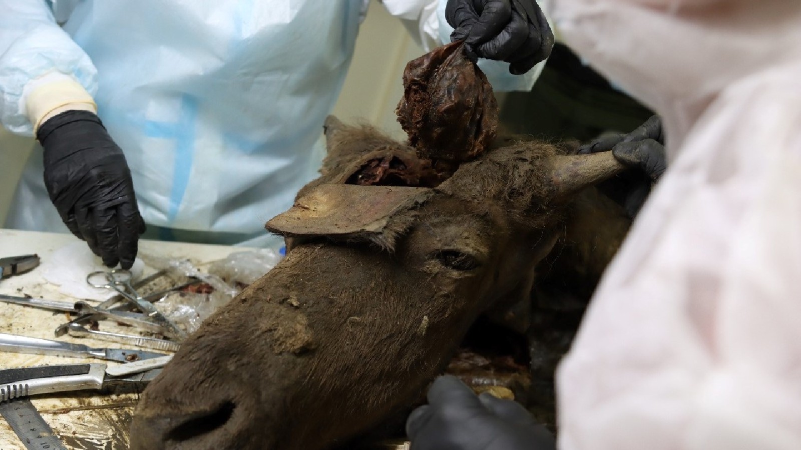 The researchers take the brain out of the bison&rsquo;s skull.