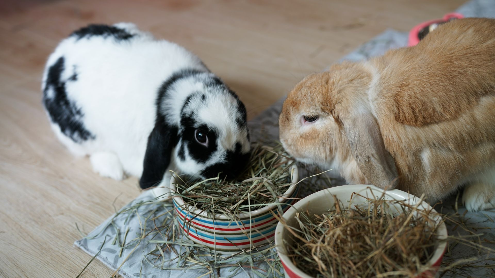 These are the 5 best types of bunnies for pets