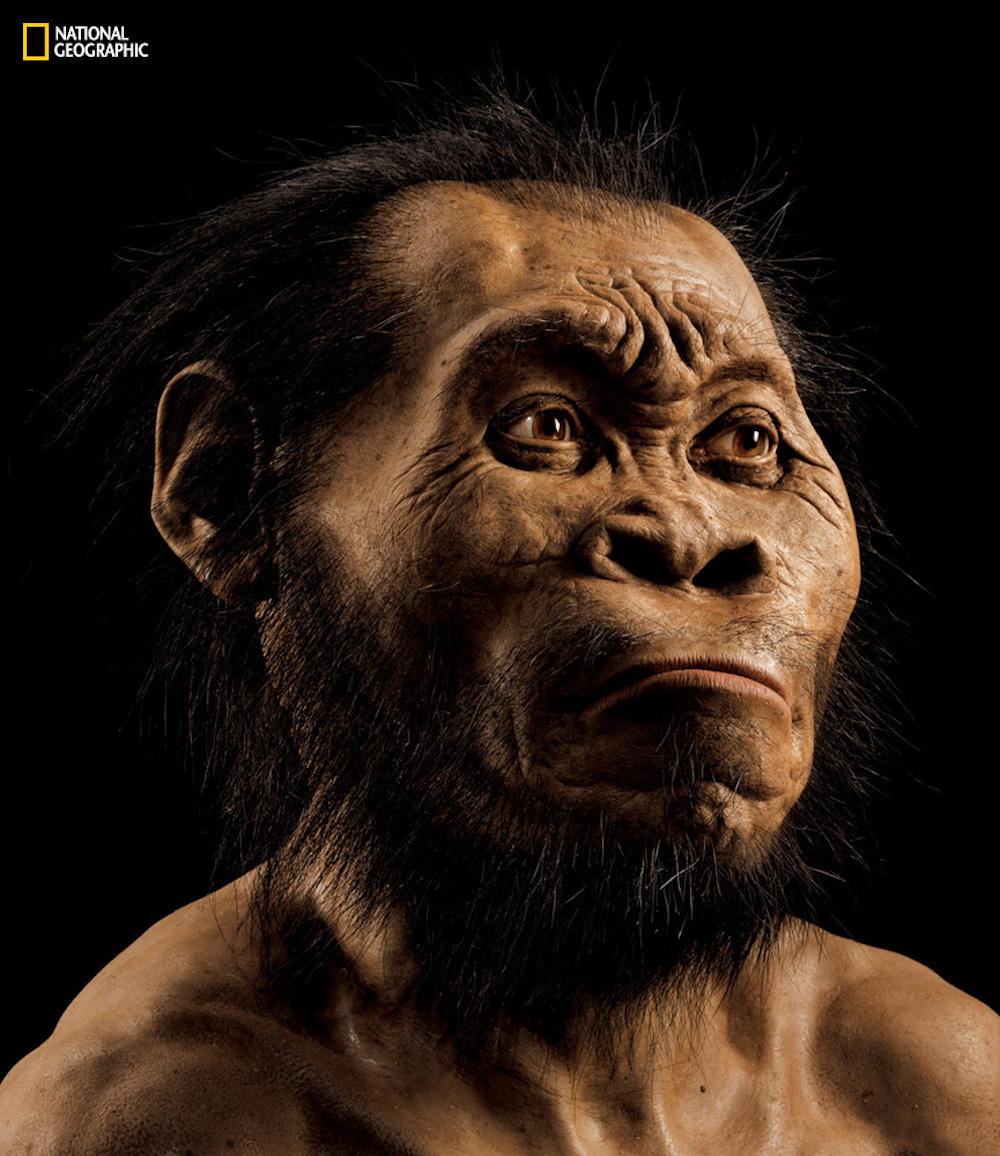 A reconstruction of <!-- raw HTML omitted -->Homo naledi<!-- raw HTML omitted -->&rsquo;s head by paleoartist John Gurche, who spent some 700 hours recreating the head from bone scans.