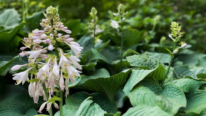 How To Propagate Hostas From Leaf Cuttings | ShunCy How To Propagate Hostas From Leaf Cuttings | ShunCy