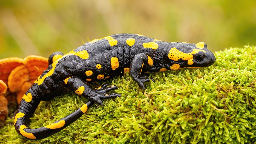 Fire salamander