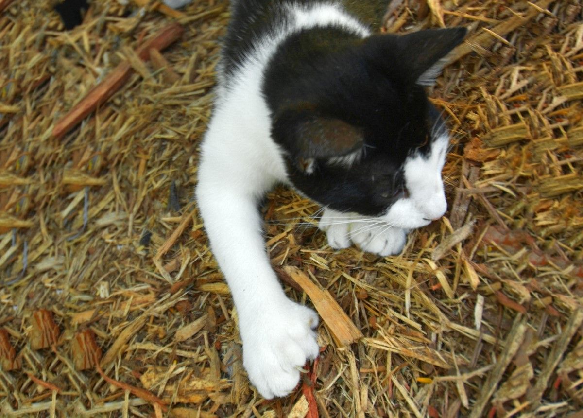 SixToed 'Hemingway Cats' Survive Hurricane Irma Live Science