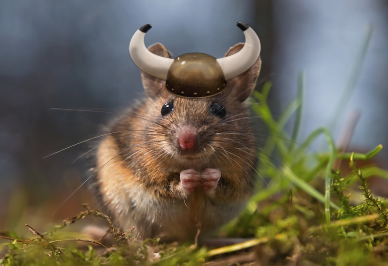 A mouse wearing a viking hat.