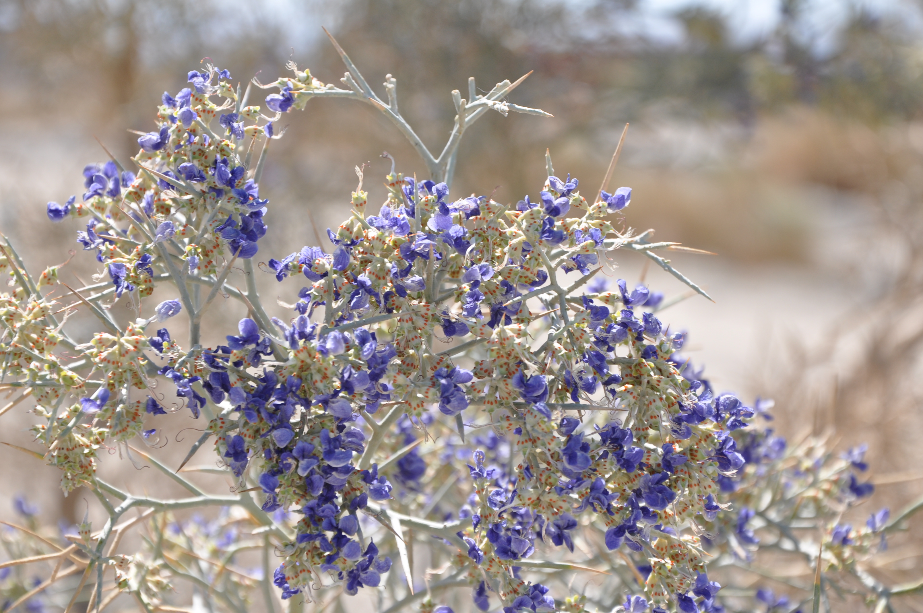 Smoketree- Ghost of the North American Deserts