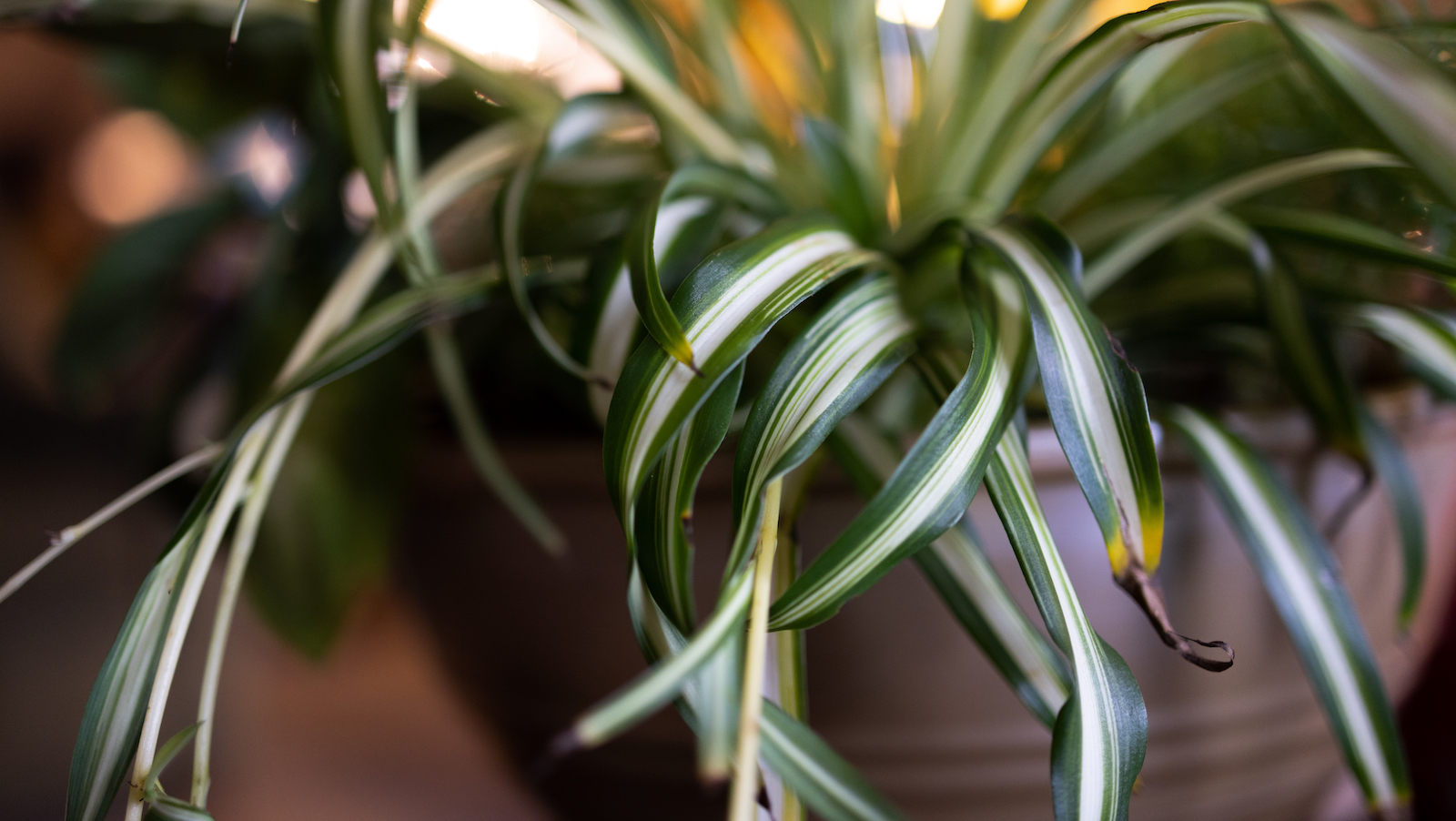 Avoiding spider plant brown tips — help from greenery pros Real Homes