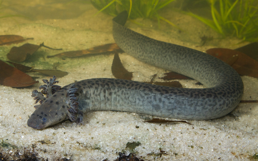 Frond-like structures in the siren&rsquo;s external gills help it to breathe underwater.