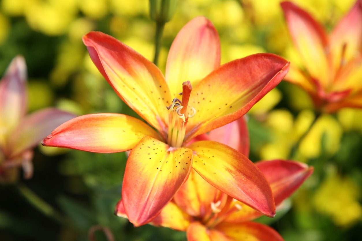 Reproducing Asiatic Lilies Learn About Propagating Asiatic Lily Plants Gardening Know How