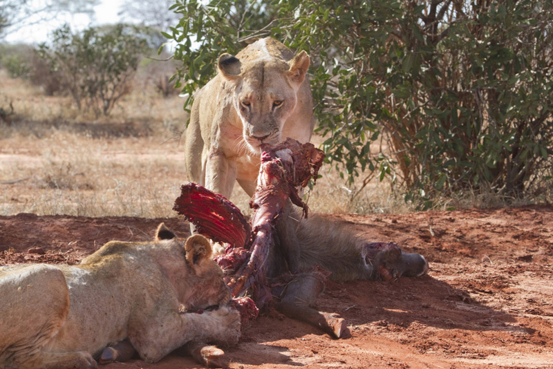 lunar cycle, moon affects animals, full moon