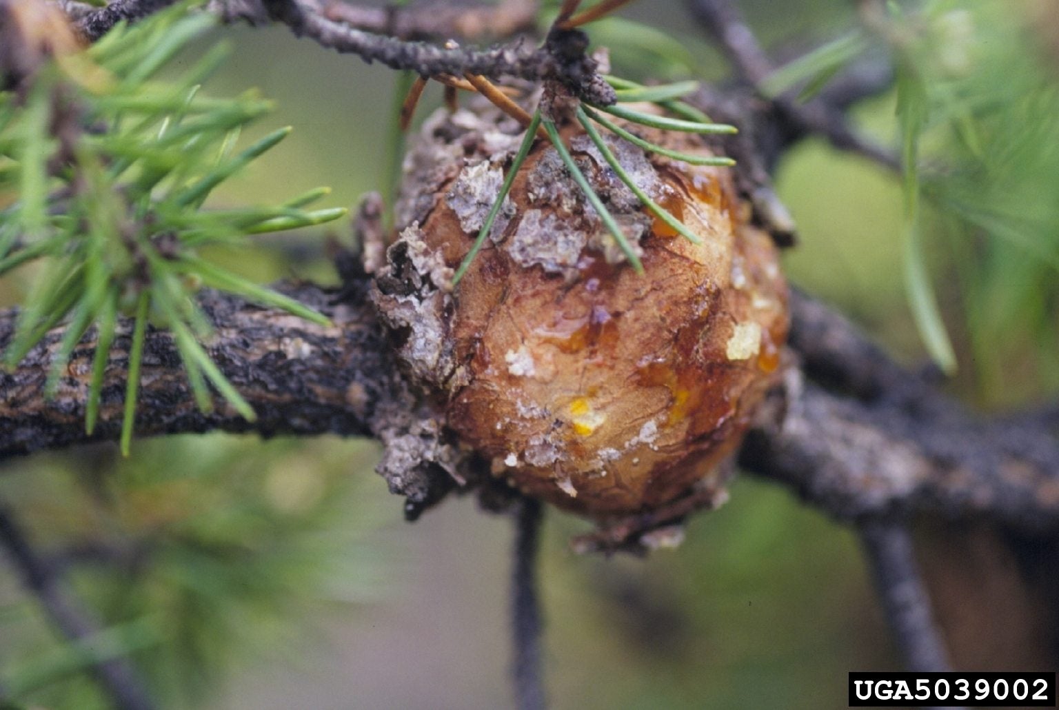 Pine Gall Rust Treatment Eastern And Western Pine Gall Rust Facts Gardening Know How