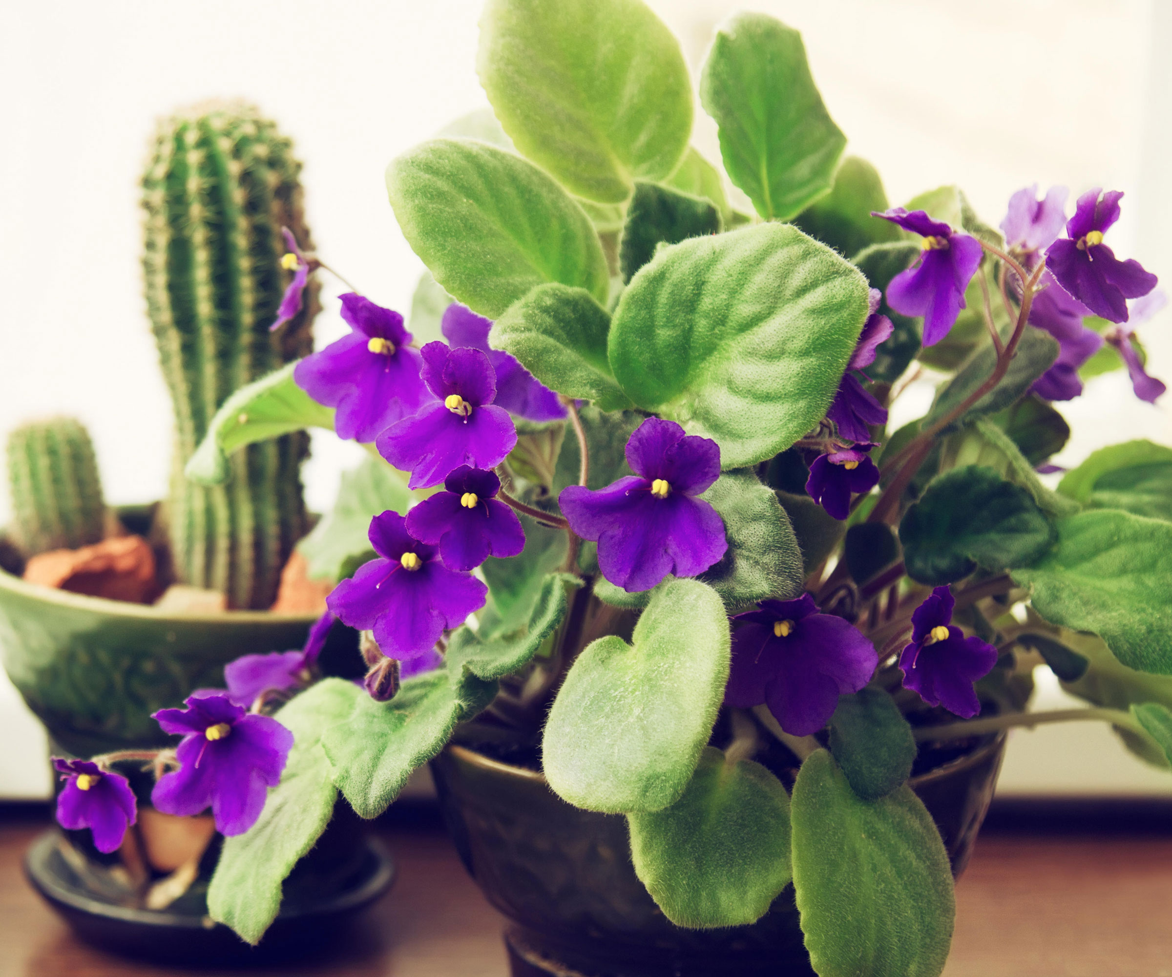 10 indoor plants that flower all year round choose…