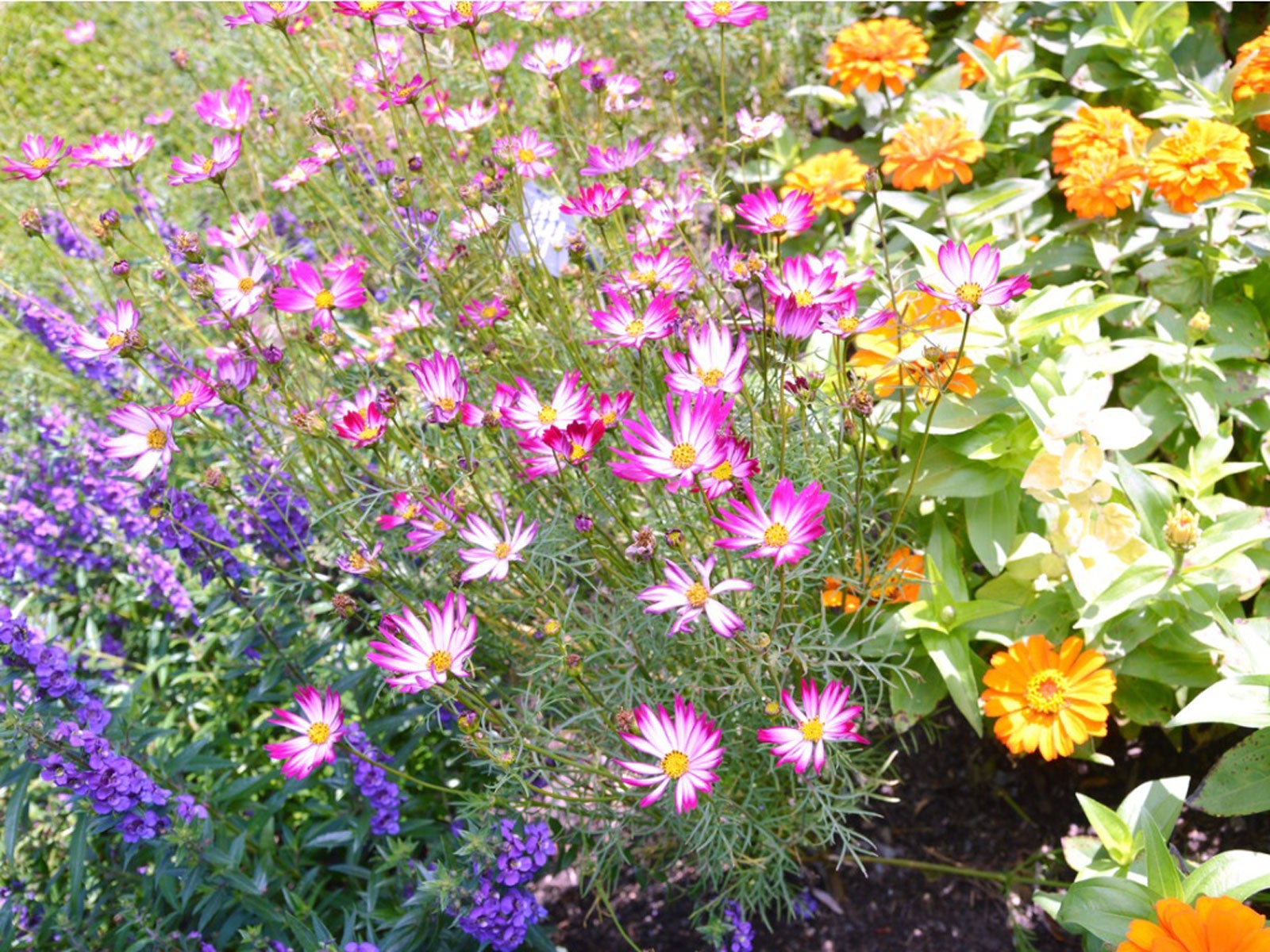 Pacific Northwest Annuals Annual Flowers For Northwestern States