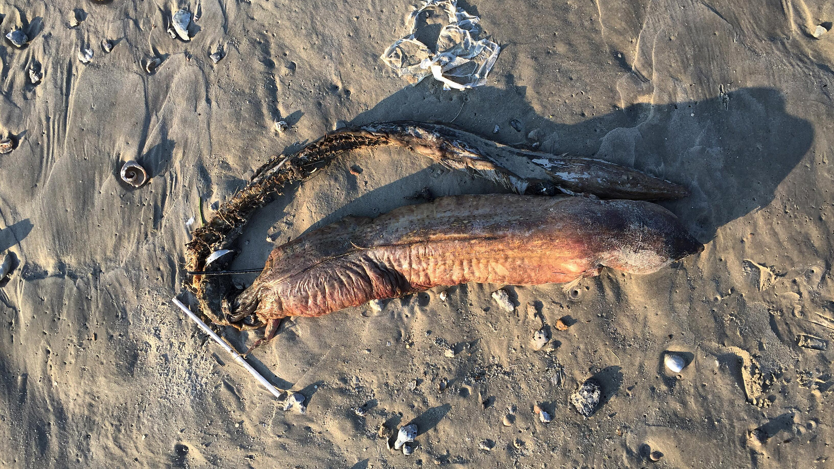 Science News Latest Scientific Discoveries