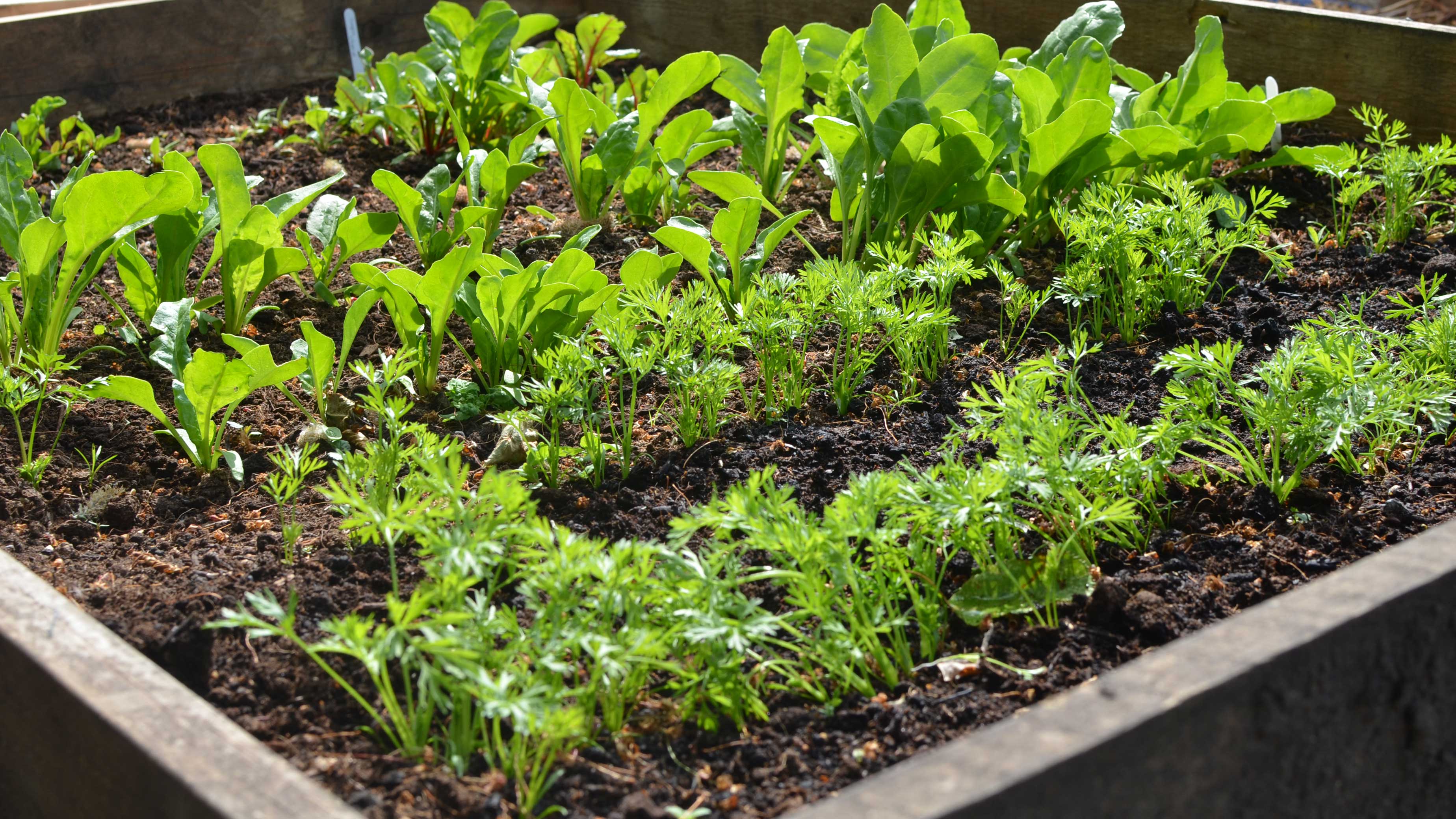 When to plant carrots to get the best harvest Homes and Gardens