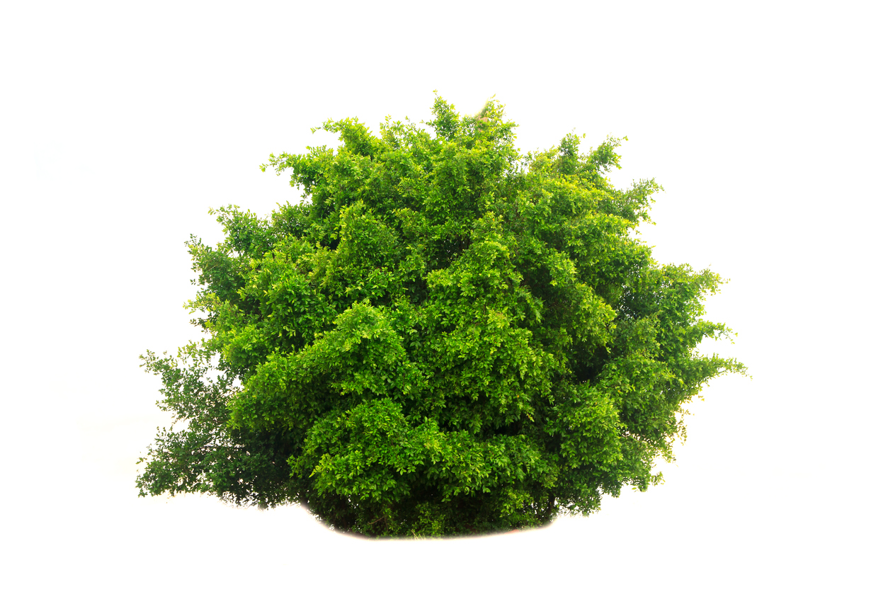 You can turn into a bush in Fortnite Battle Royale now, and it's as