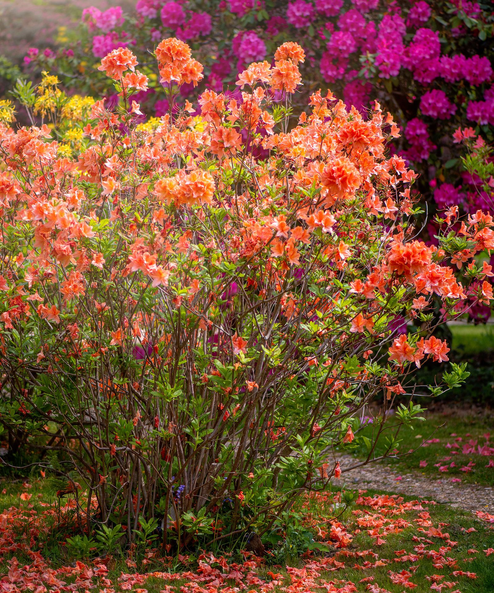 When to plant azaleas Homes and Gardens
