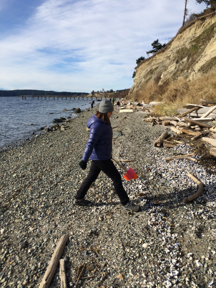 To control for effort and to determine debris concentration on a given beach, sampling areas are measured by pacing. Here, a COASST intern paces the width of a narrow Puget Sound beach.