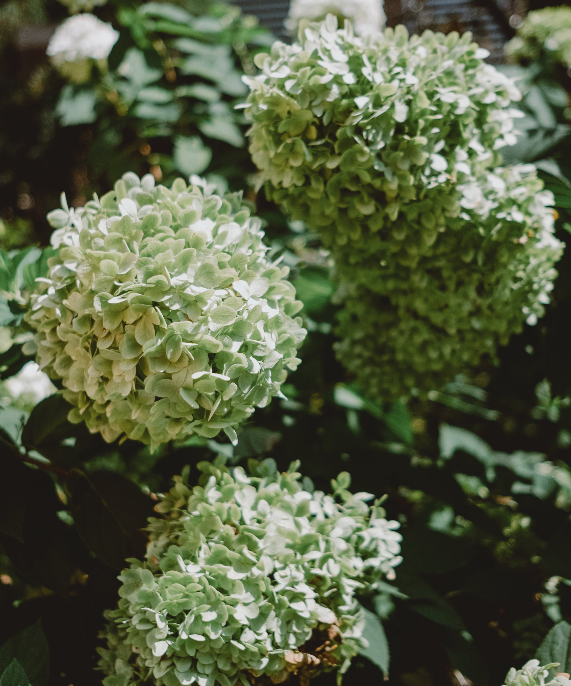 Expert tips for when to prune limelight hydrangeas Homes & Gardens