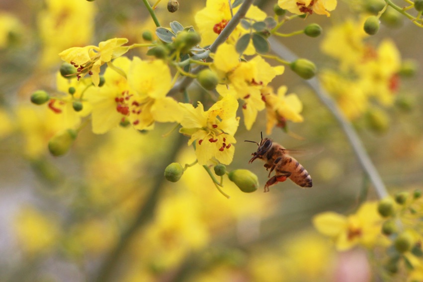 Insects of the North American Deserts