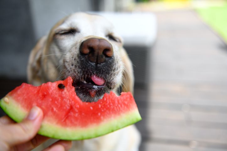 Can dogs eat watermelon? PetsRadar