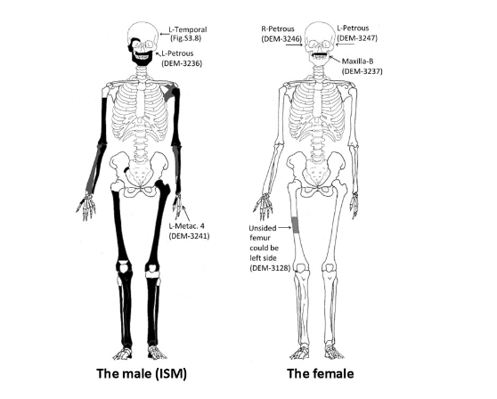 Male and female skeletal diagrams.