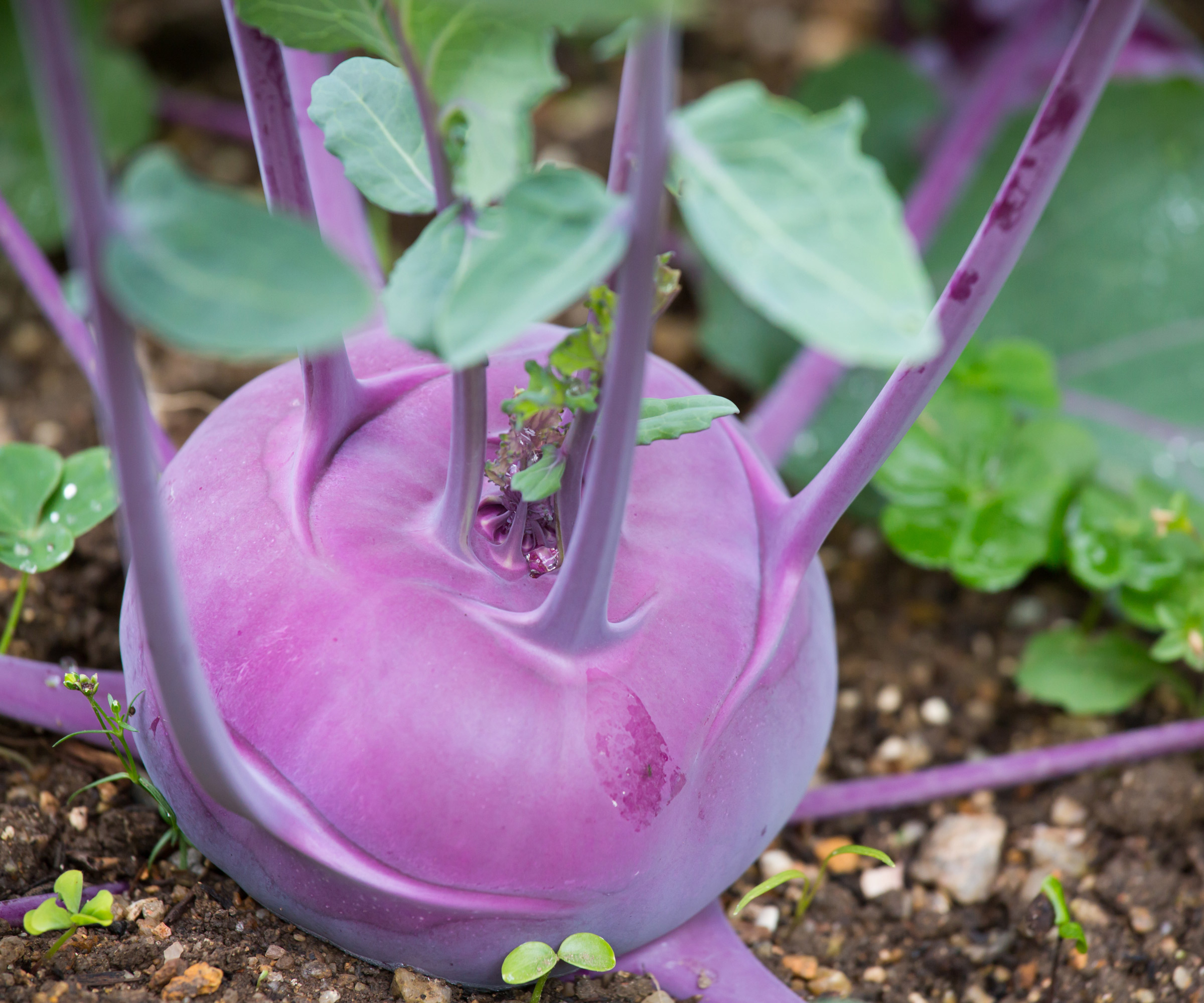 How to grow kohlrabi expert tips on growing turnip cabbage Homes & Gardens