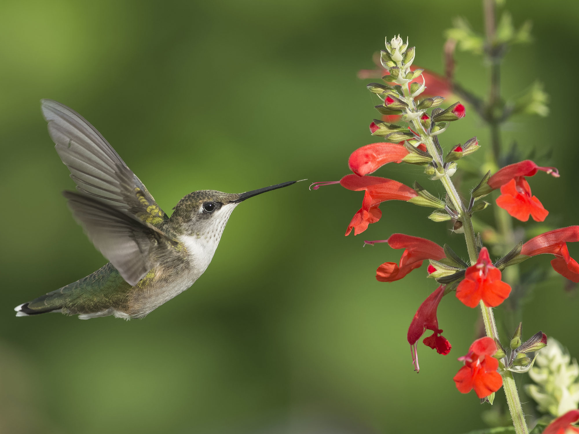 The 10 best flowers for hummingbirds beautiful…
