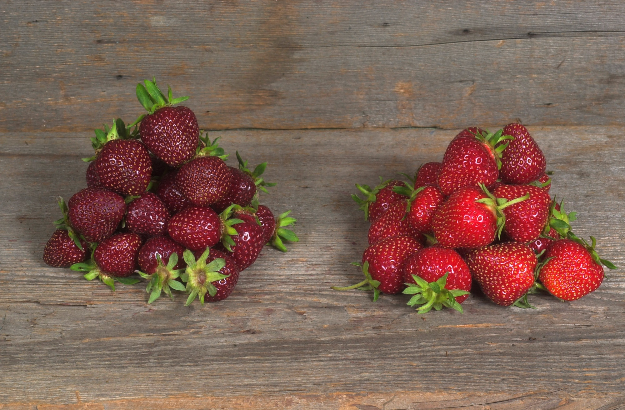 The new breed of Purple Wonder strawberry is shown on the left, next to a conventional variety called the Jewel.