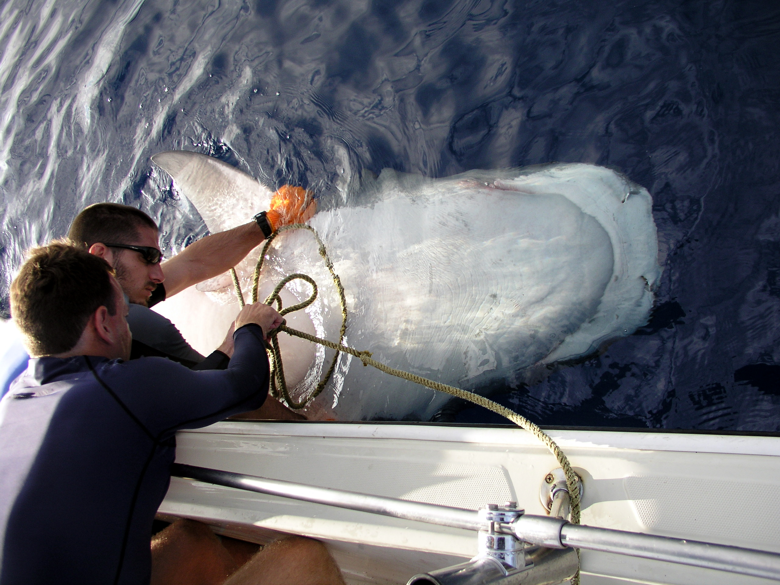 Researchers Carl Meyer (left) and Yannis Papastamatiou restrain a tiger shark by flipping it on its back, after which the shark becomes docile. They then attached a tag to the tiger and set it free.
