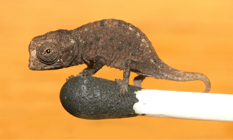 A juvenile Brookesia micra stands on a match head.