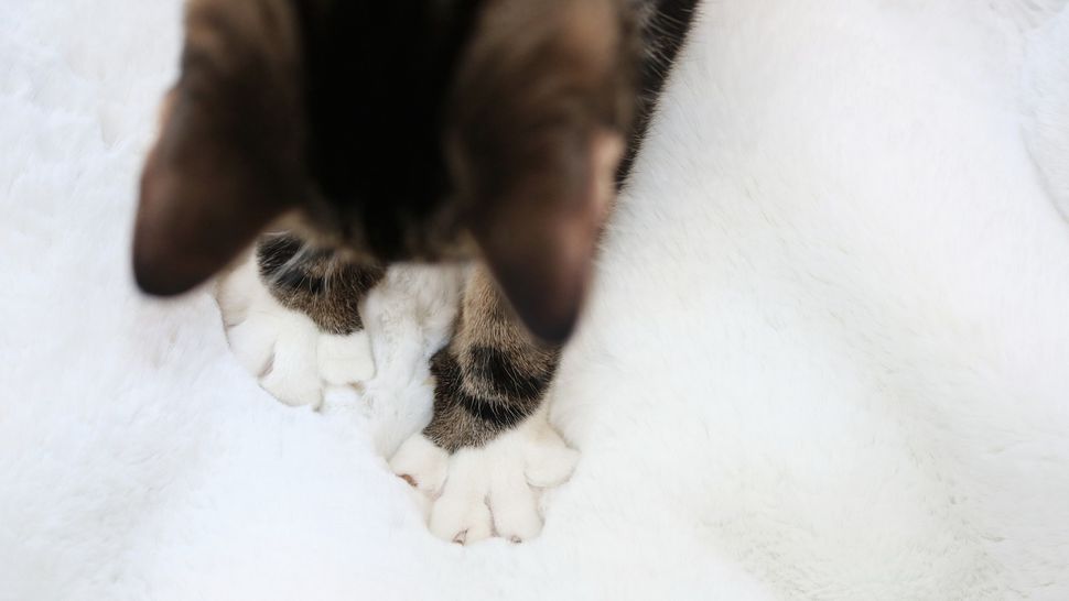 Why do cats knead? Live Science
