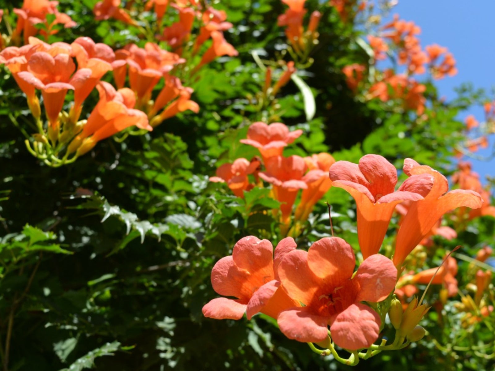Killing Trumpet Vine How To Kill Trumpet Vine In Your Yard Gardening Know How