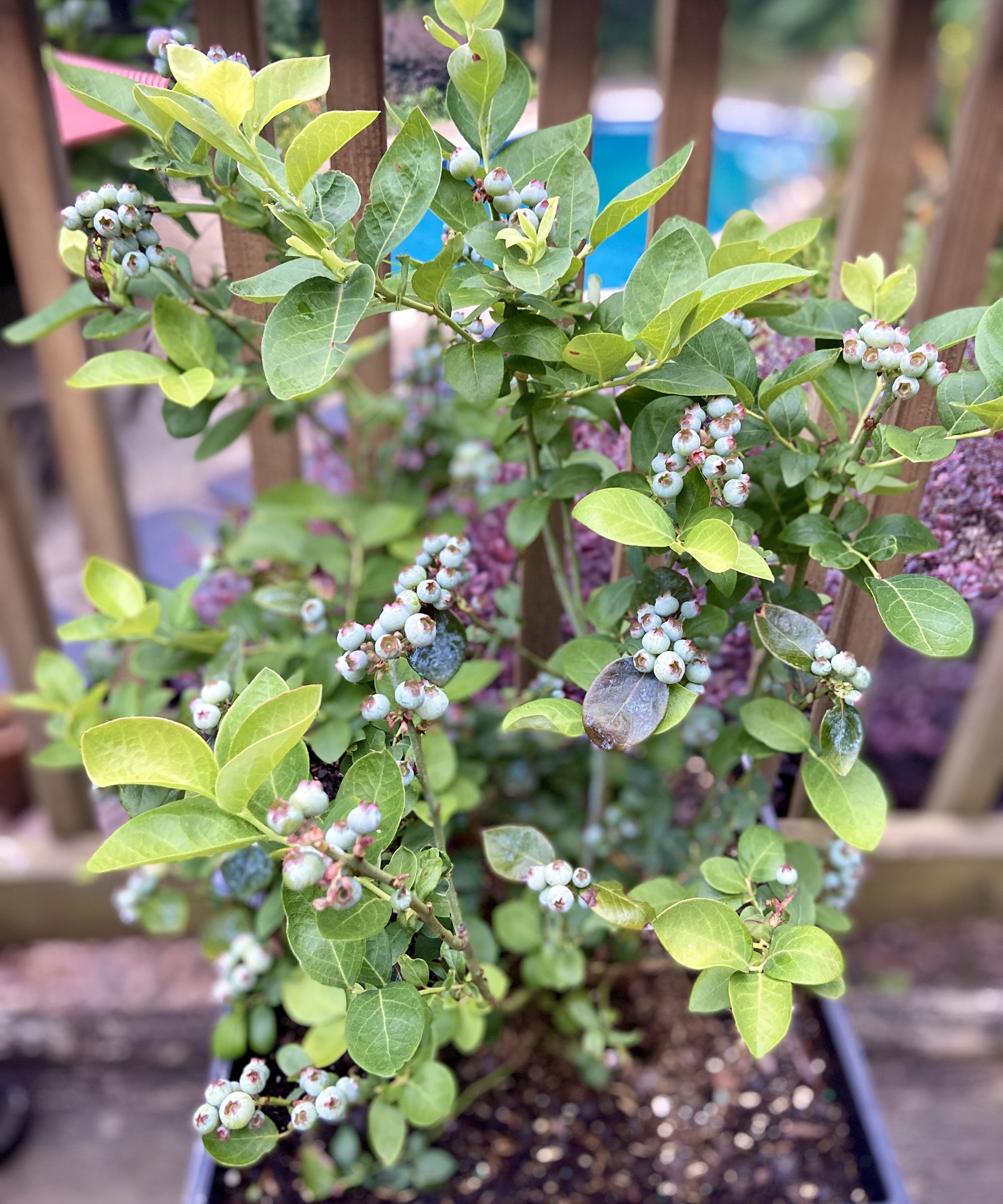 Pruning blueberry bushes advice to keep plants productive Gardeningetc